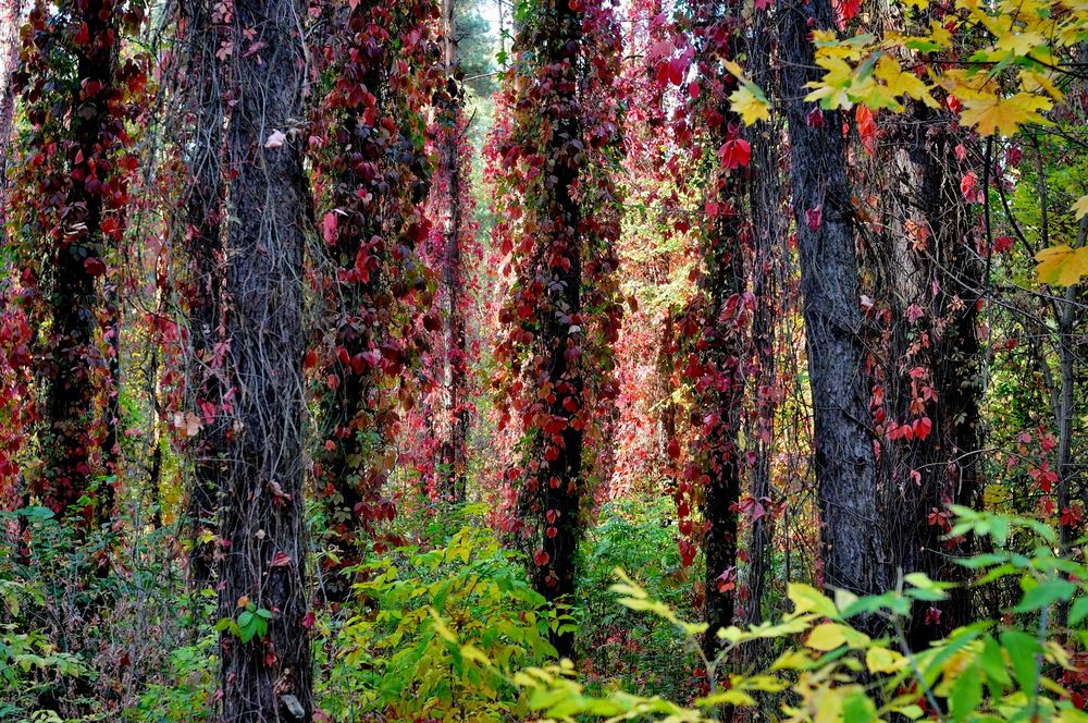 Photograph by Николай Птицын