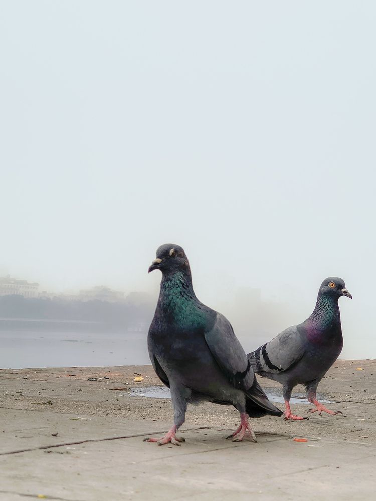 Pigeon their ways
