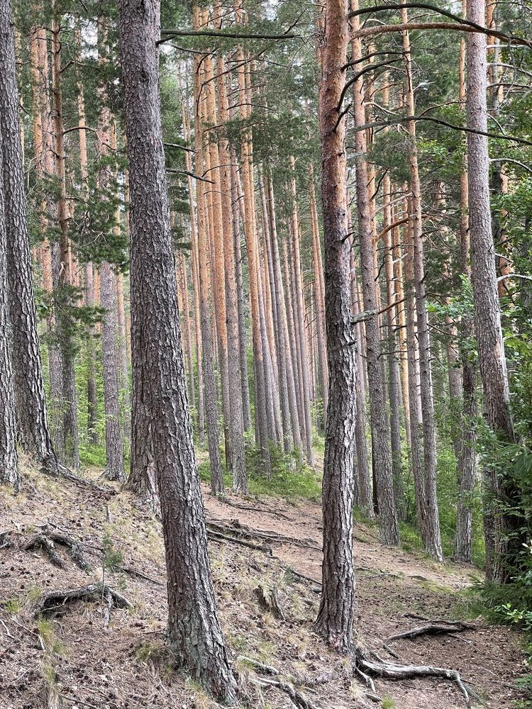 Photograph by Elena Efremova