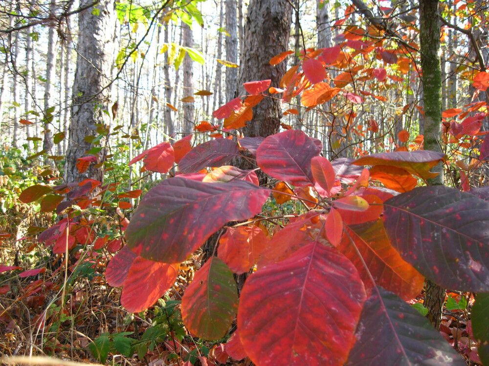 Фотография автора Анатолий Дячина