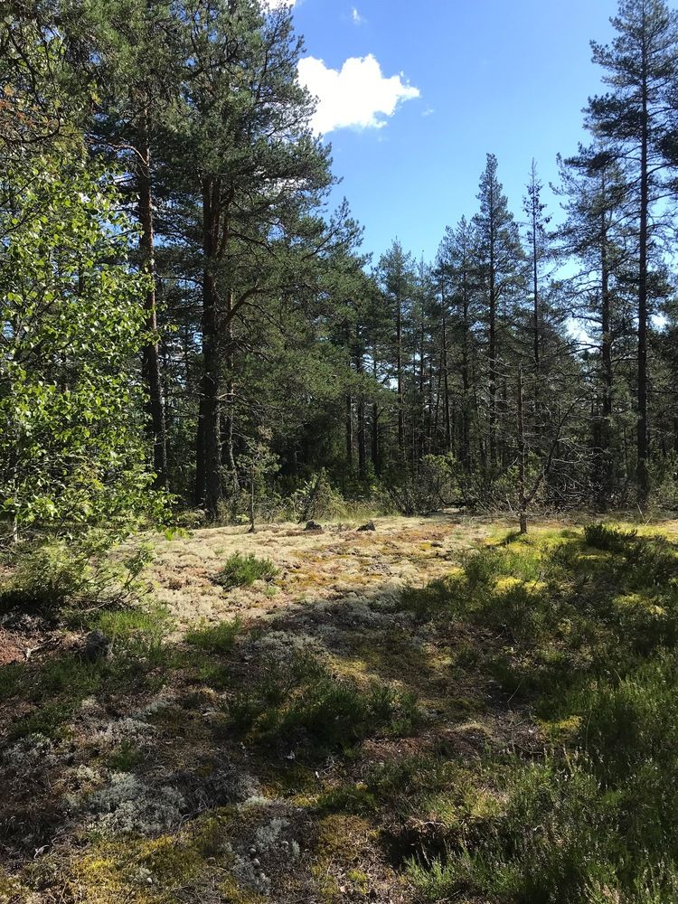 Photograph by Татьяна Шибанова