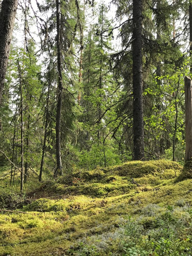 Photograph by Татьяна Шибанова