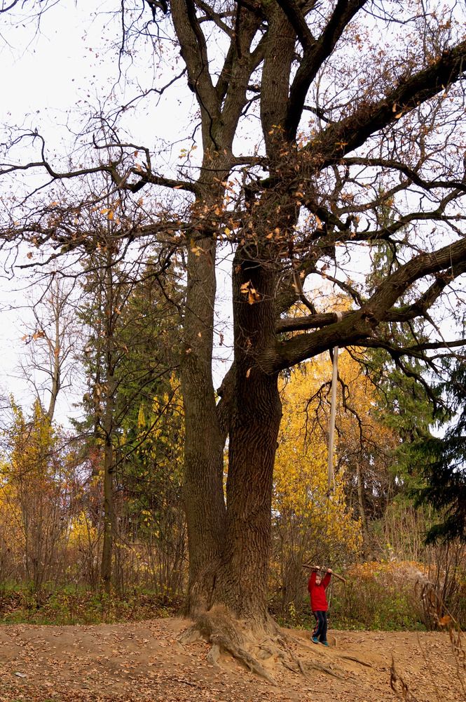 Однажды осенью.