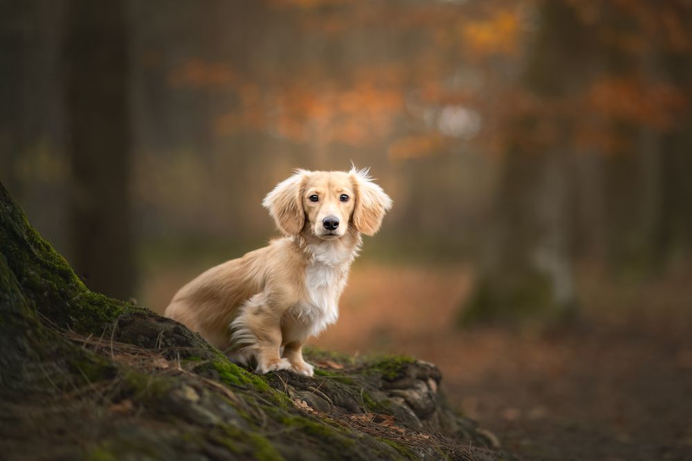 Фотография автора By Meert Eline