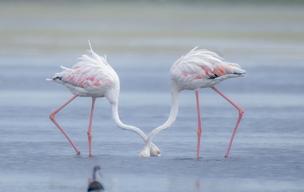 Photograph by Harsha Devalla