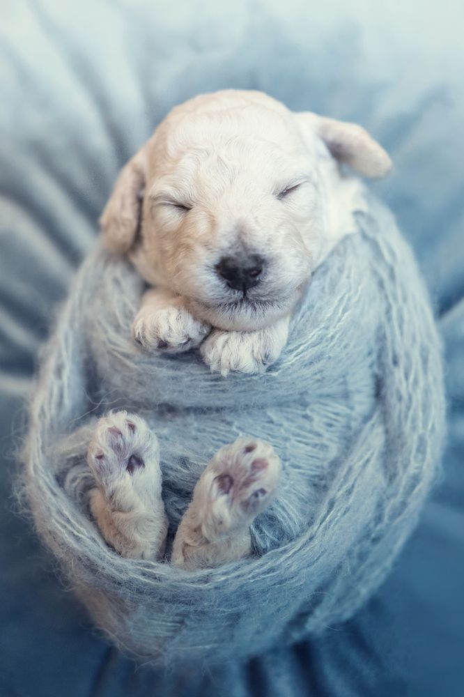 Photograph by Renata Gressai Rena