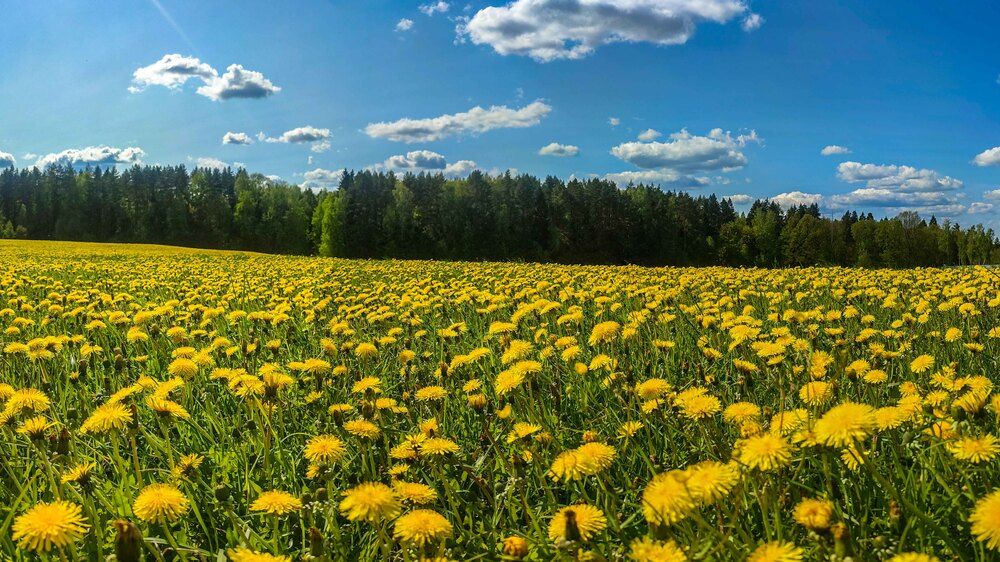 Фотография автора Александр Довганюк