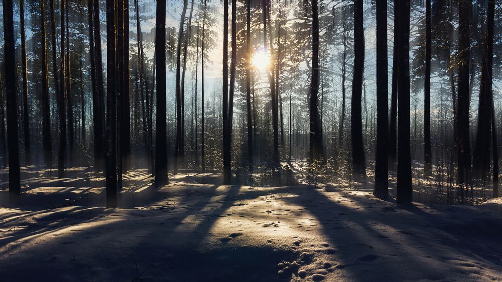 Photograph by Алексеев Саша