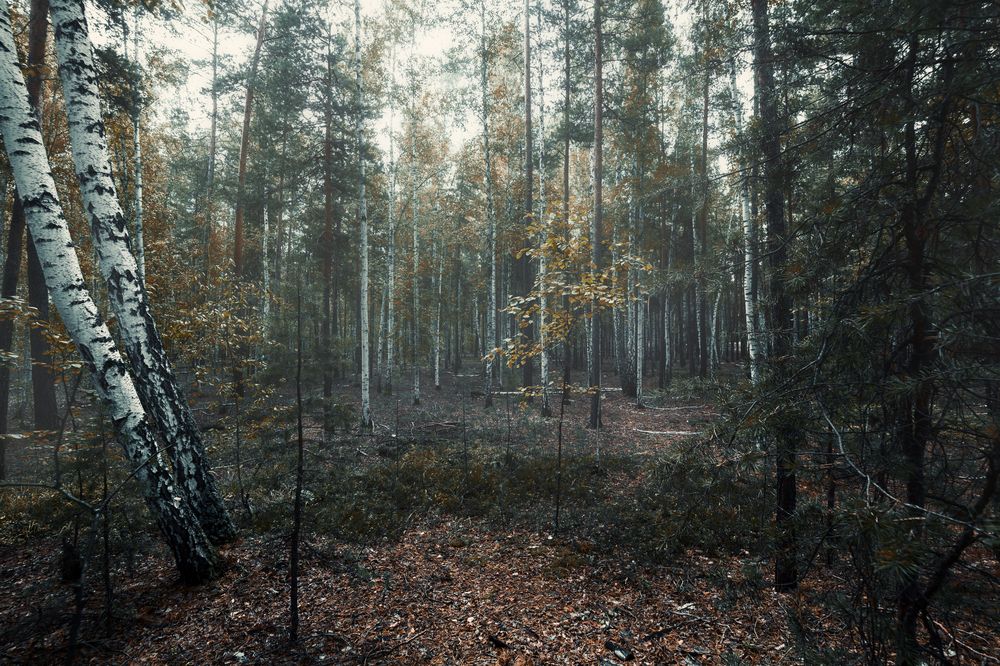 Photograph by Алексеев Саша