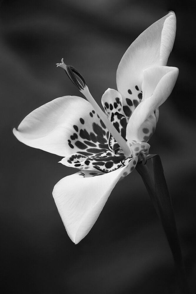 Photograph by Marina Krivitskaya