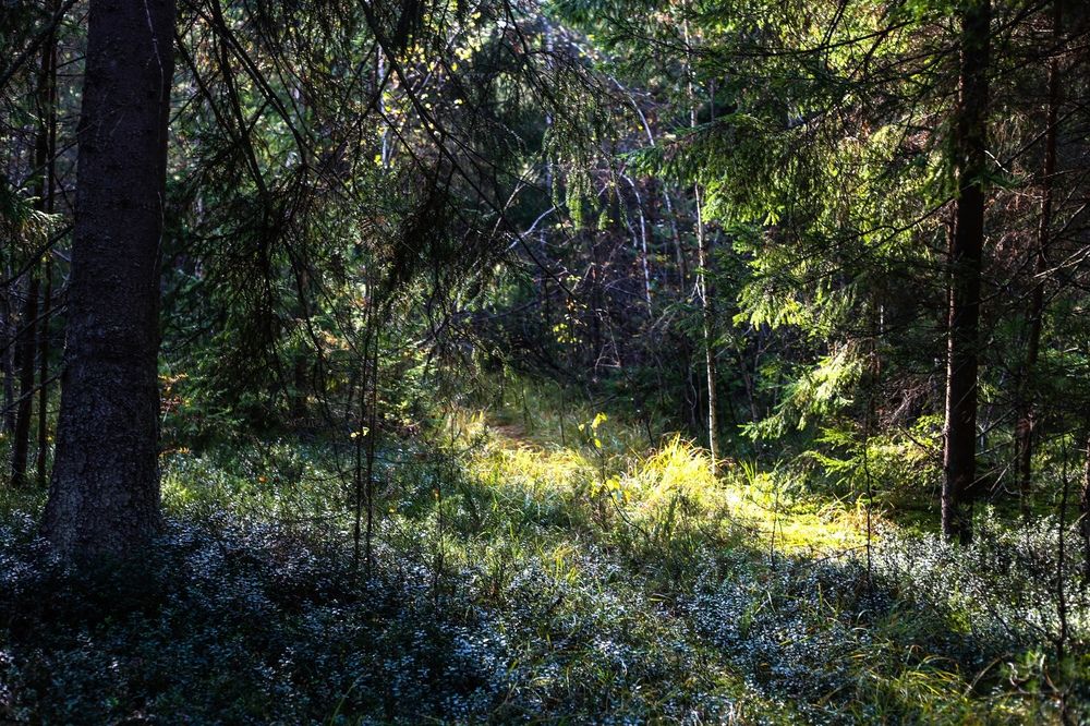 Photograph by Хельга Кольцова