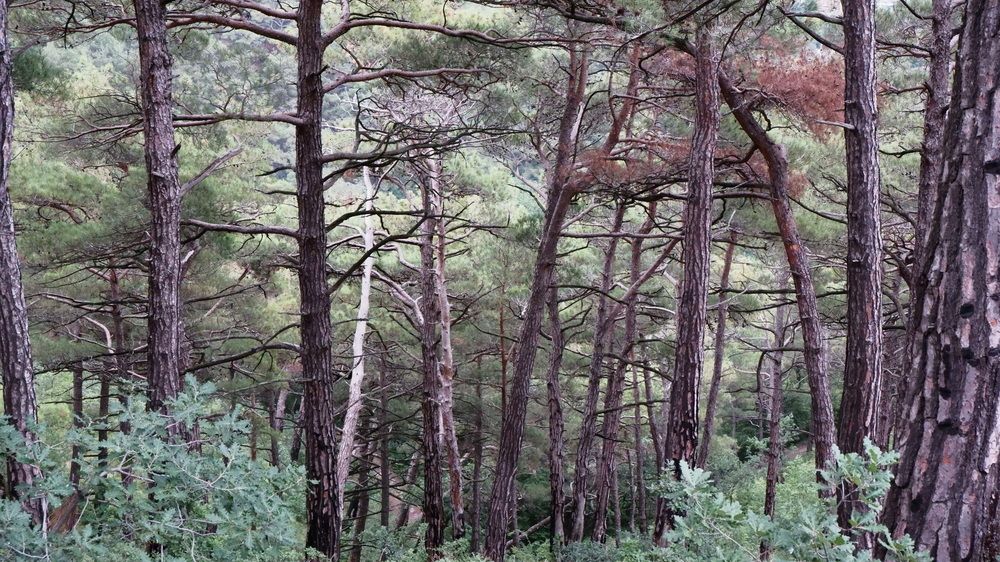 Photograph by Владимир Коровин