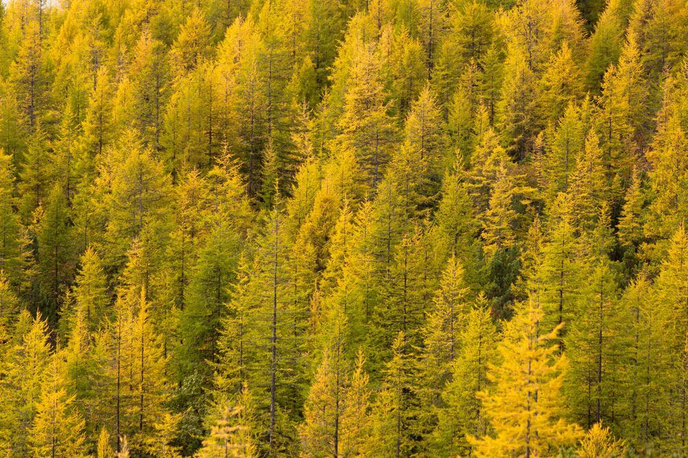 Фотография автора Александр Довганюк