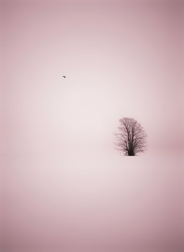 Дерево и птица