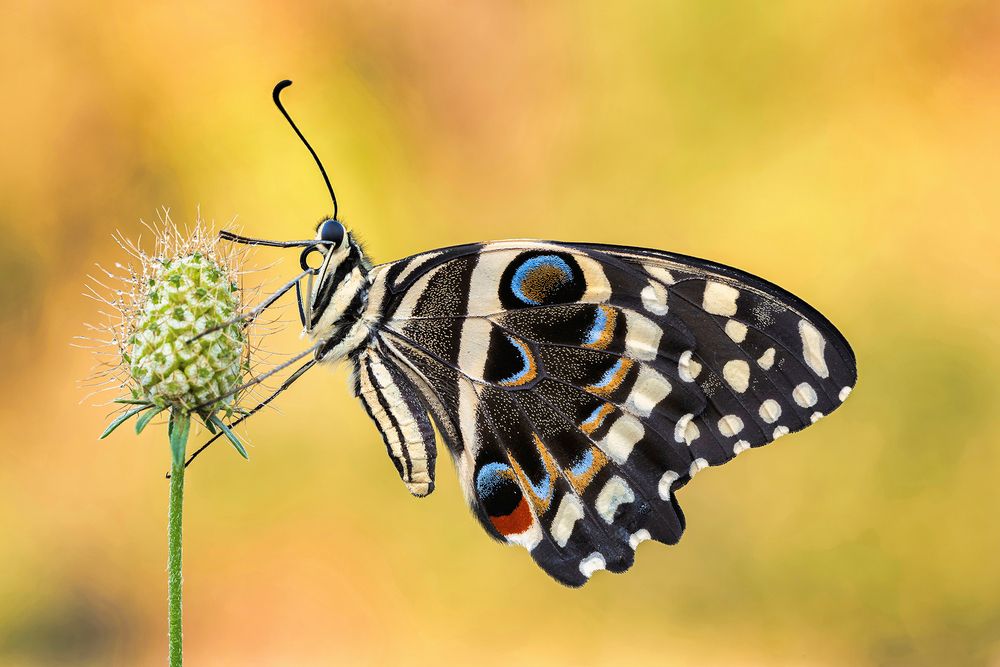 Papilio demodocus (Esper, 1798)