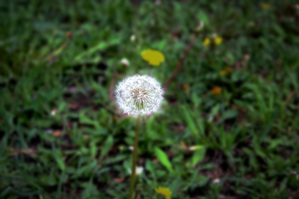 Одуванчик