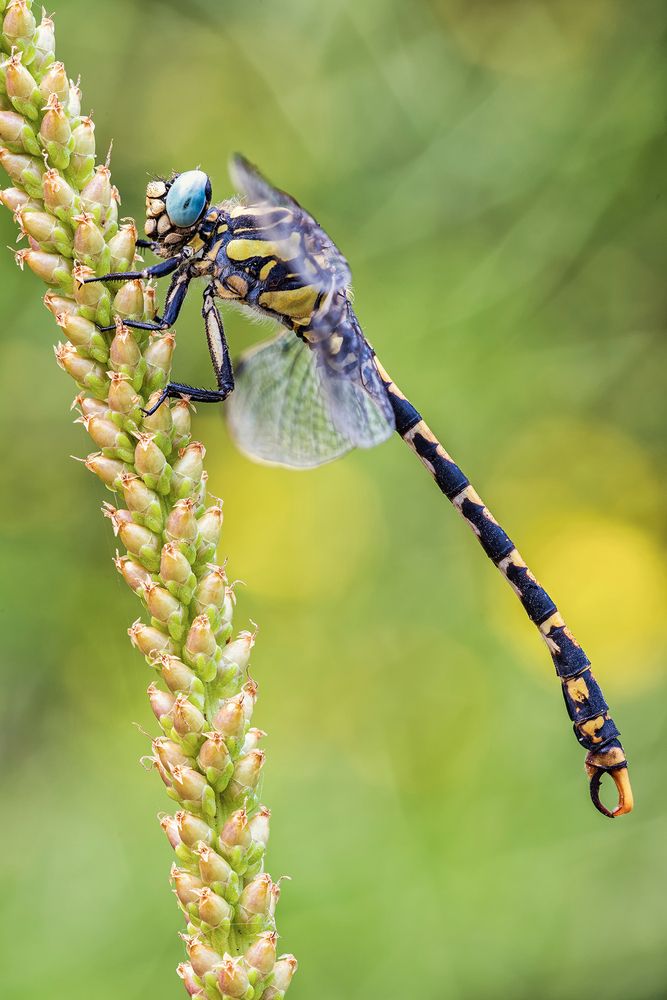 Onychogomphus uncatus (Charpentier, 1840)