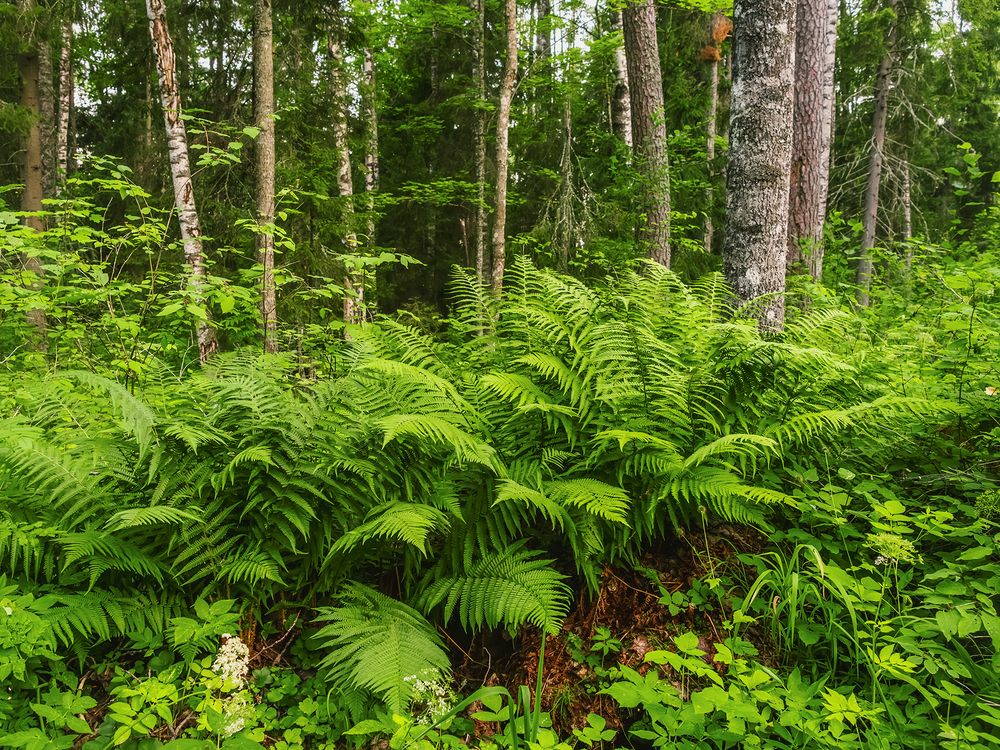 Photograph by Олег Милеев (Каминцев)