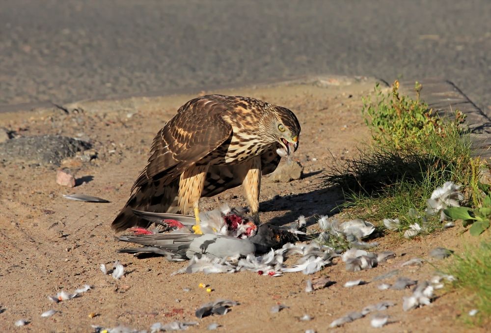 удачная охота