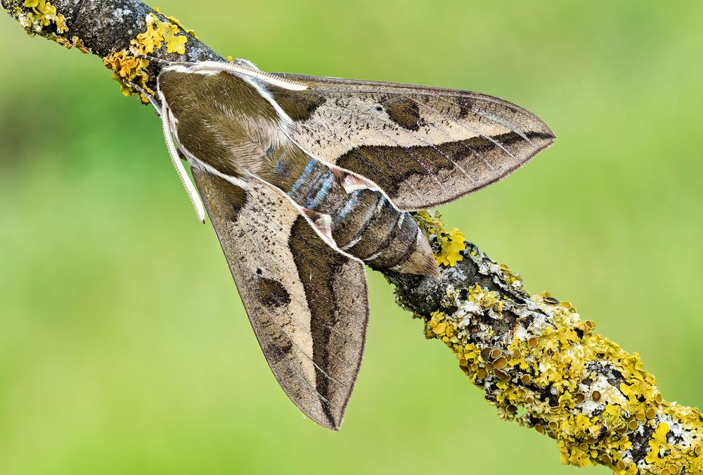 Sfinge dell'euforbia (Hyles euphorbiae Linnaeus, 1756)