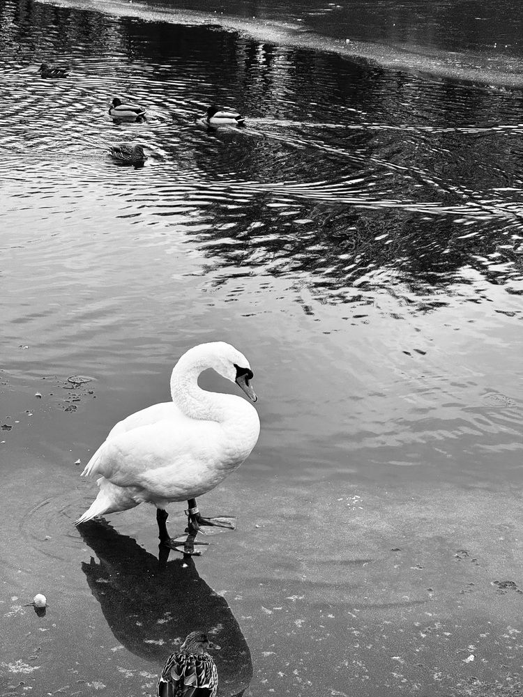 Photograph by Юлия Абрамович