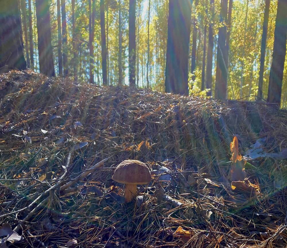 Photograph by Александр Каплан