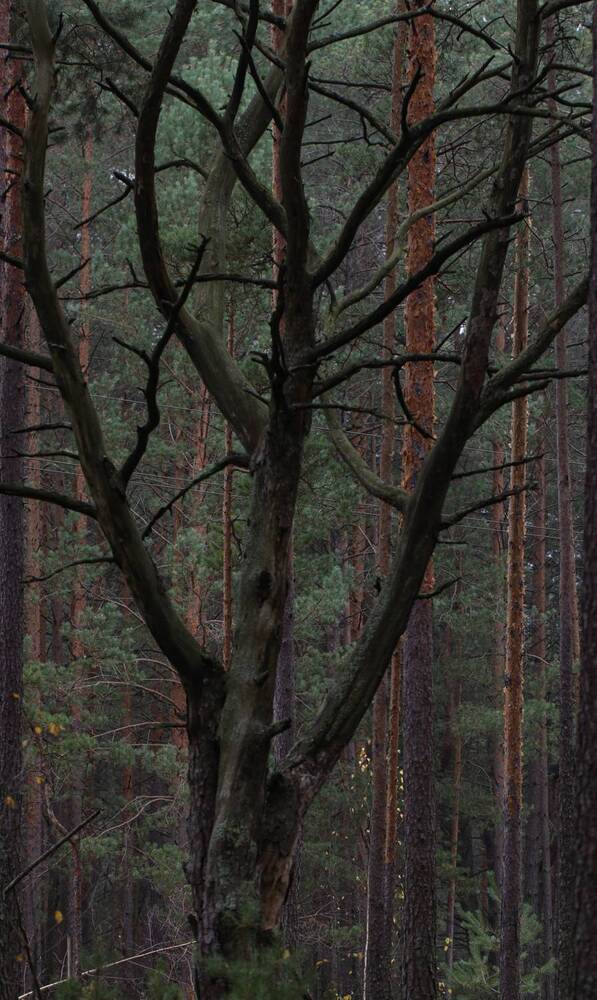 Photograph by Надежда Зайцева