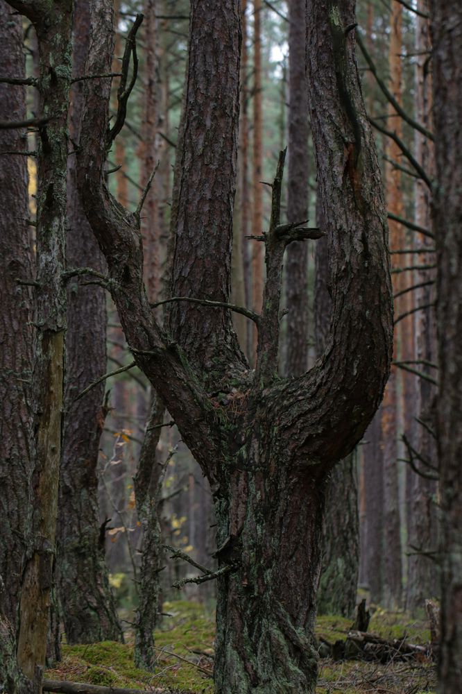 Photograph by Надежда Зайцева