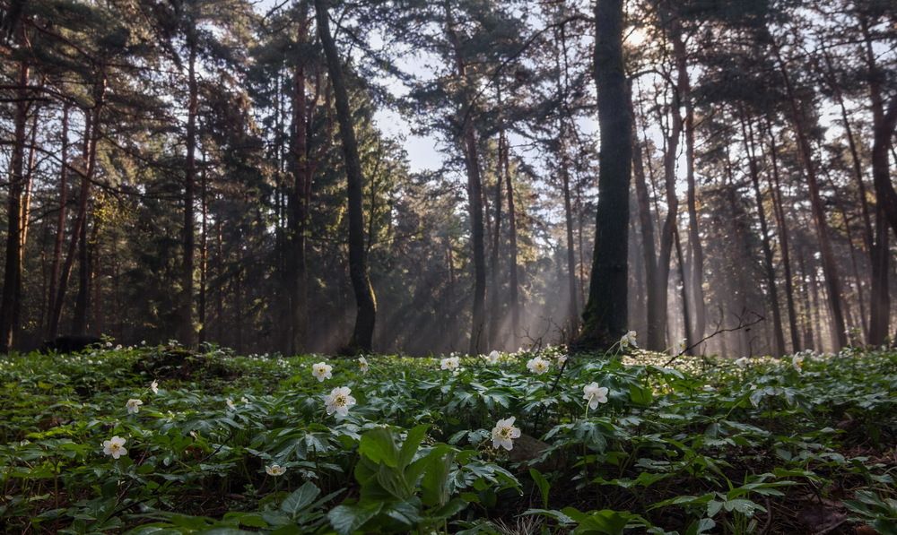Фотография автора Борис Журавлёв