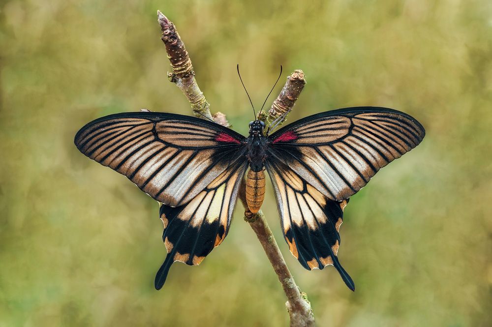 Papilio lowi (Druce, 1873)