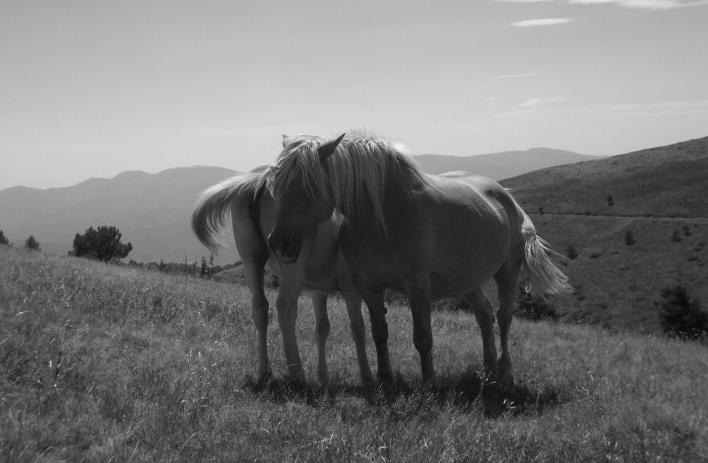 Photograph by Георги Колев