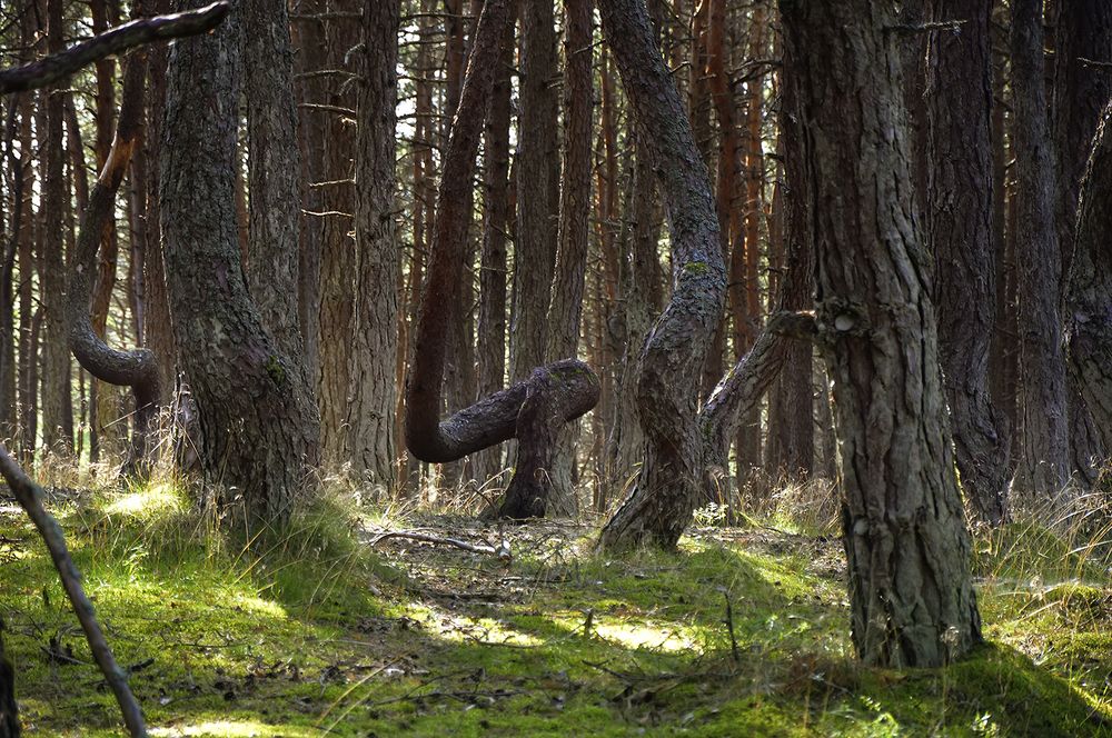 Photograph by Алексей Парамонов