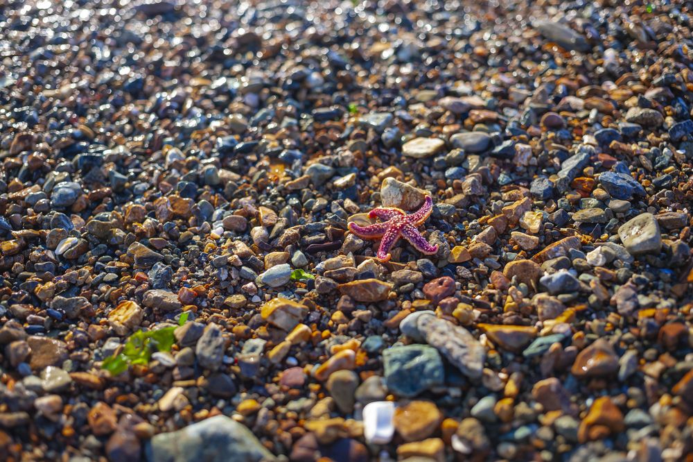 Фотография автора Дмитрий Старостин