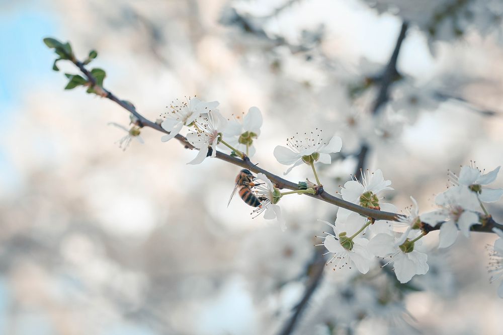 Photograph by Нели Арнаудова