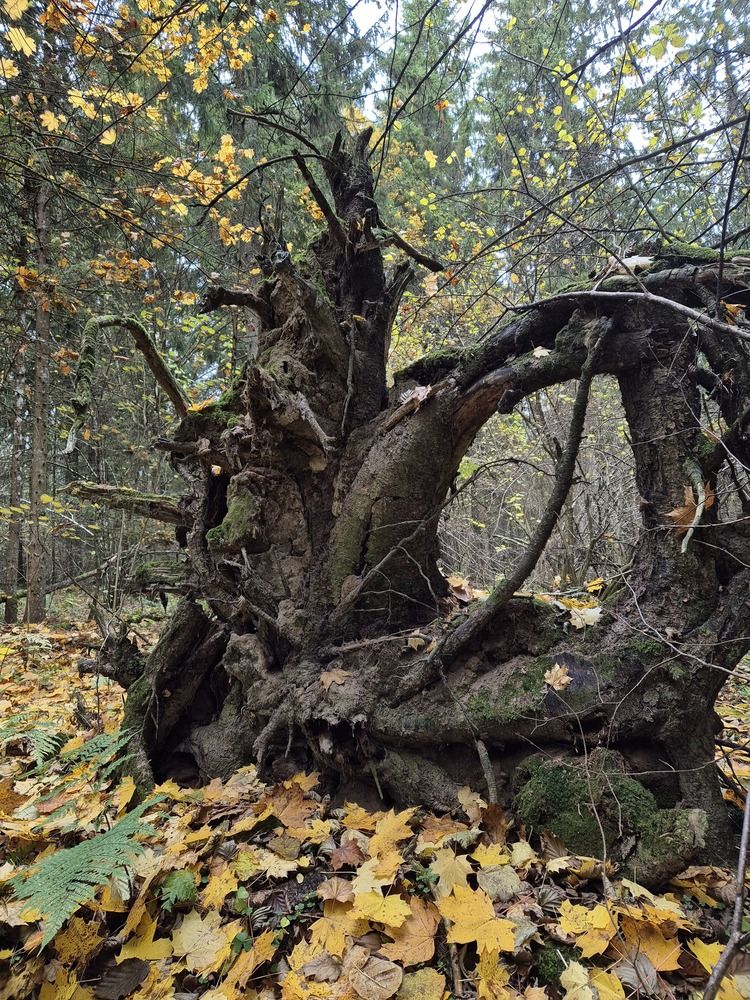 Photograph by Нина Старкова