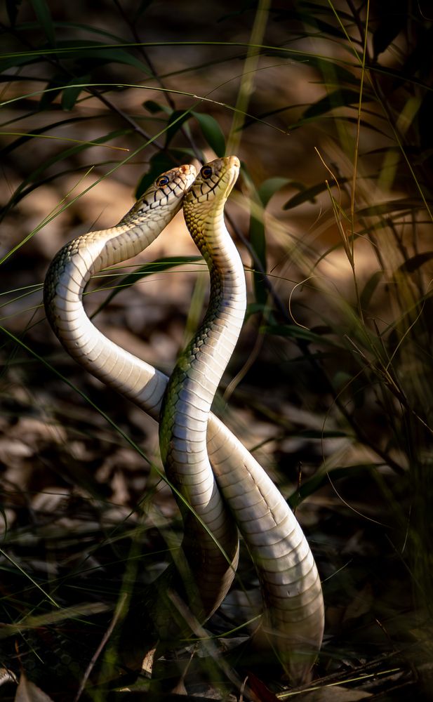snake dance