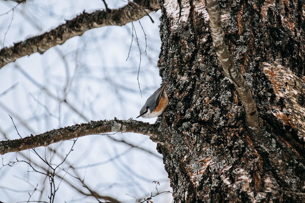 Фотография автора Алина Руденко