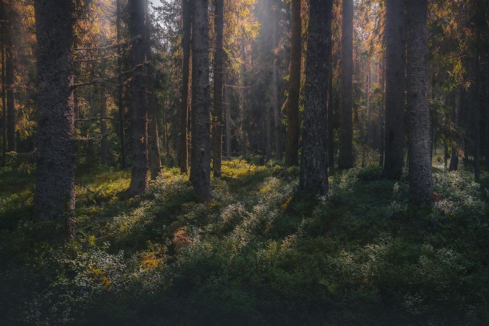 Photograph by Силантьев Даниил