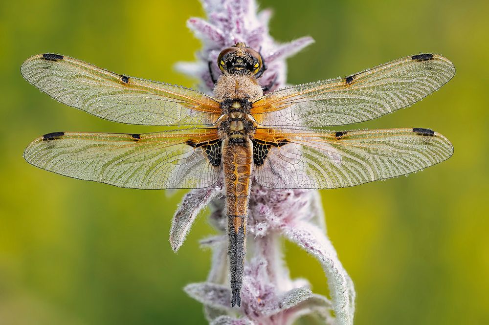 Libellula quadrimaculata (Linneaus, 1758)