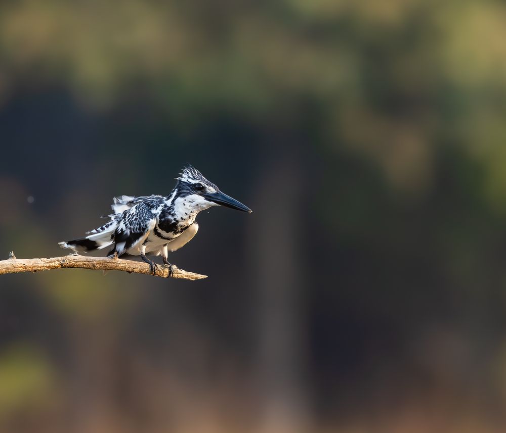 Photograph by MUKESH RAJAN S