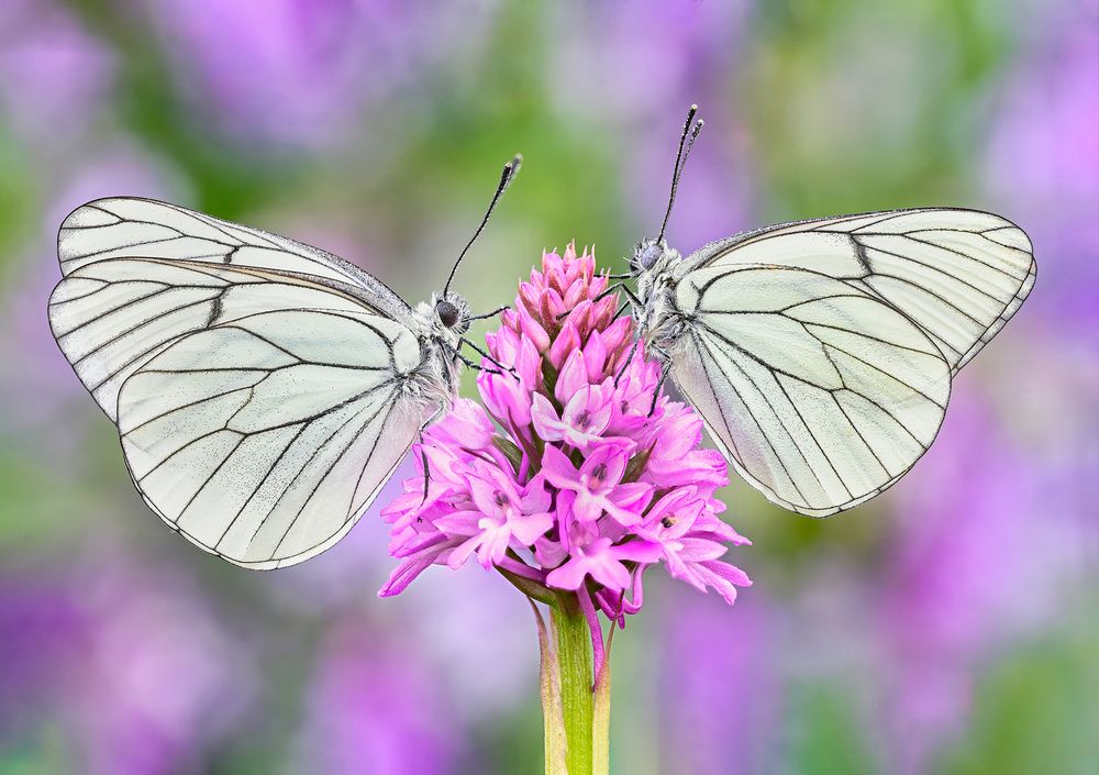 Aporia crataegi (Linnaeus, 1758)
