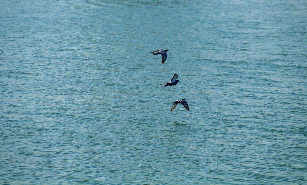 Фотография автора Emil Shahinoglu