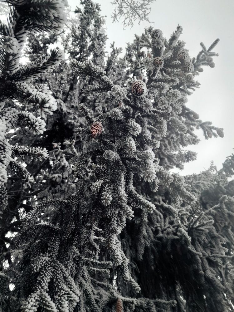 Photograph by Kryakushka