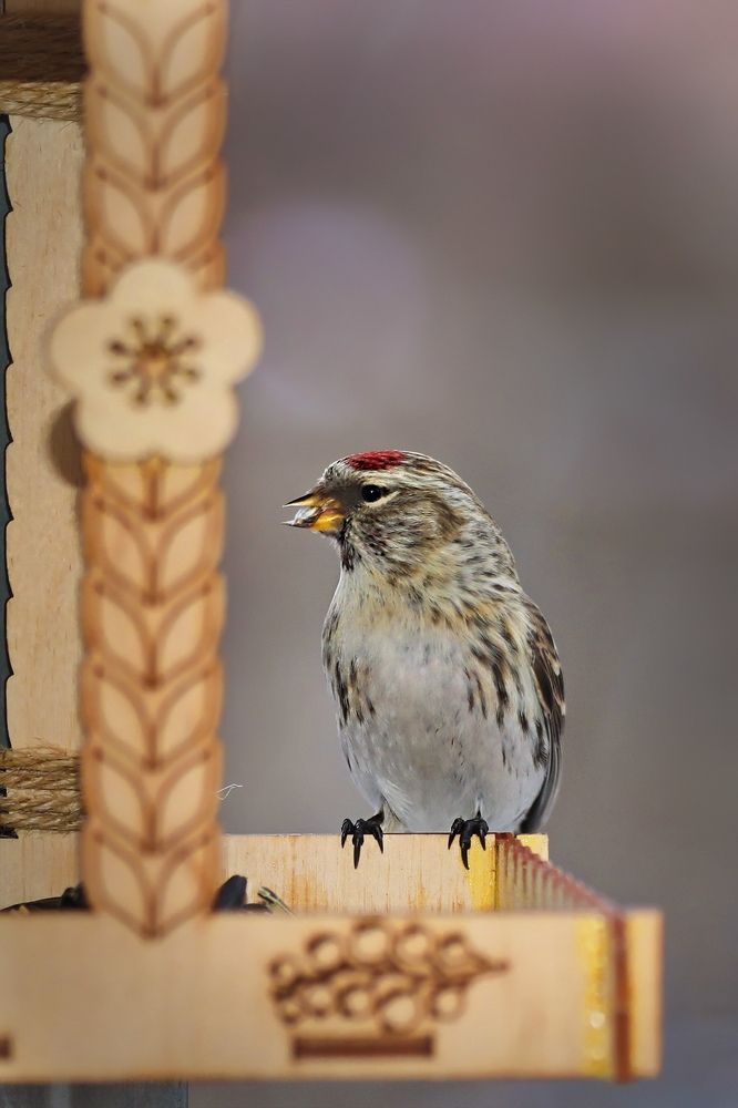 Чечётки в кормушке.