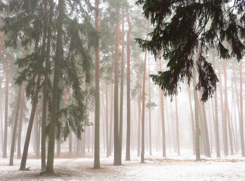 Утренний туман