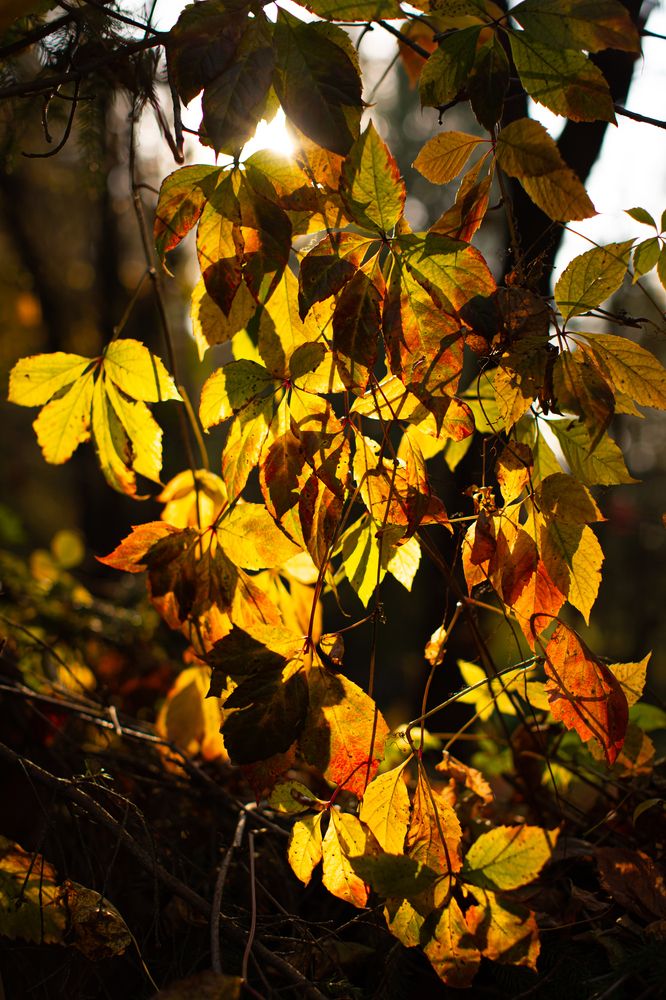 Photograph by Анастасия Сошенкова