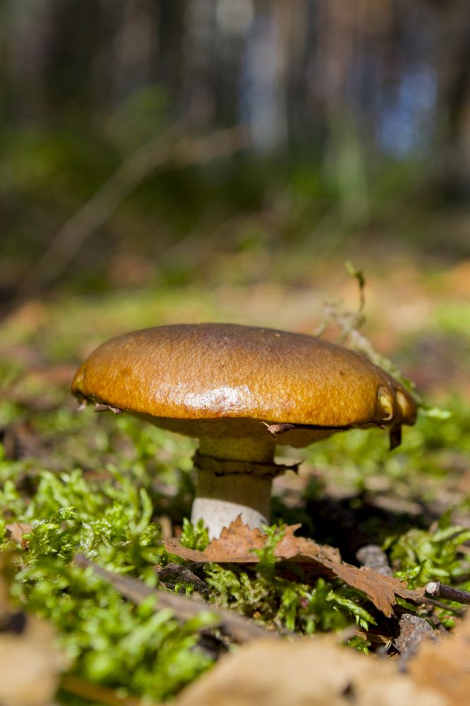 Photograph by Елизавета Большакова