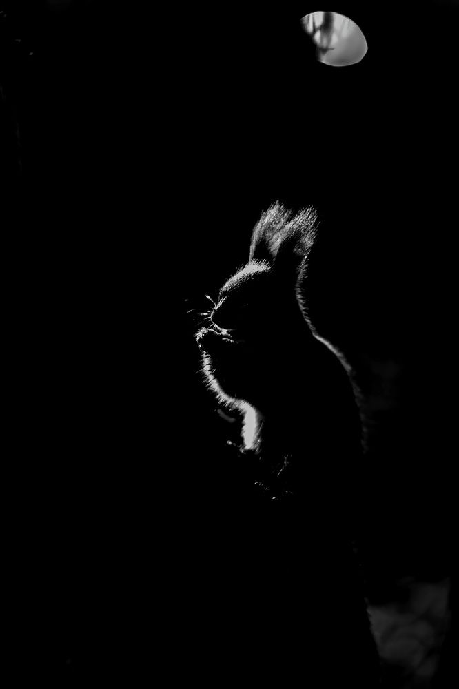 Фотография автора Елена Баклач