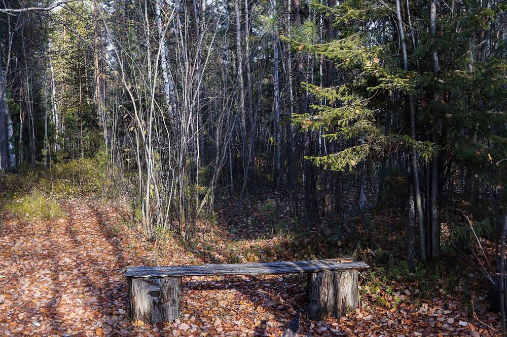 Фотография автора Елена Разина