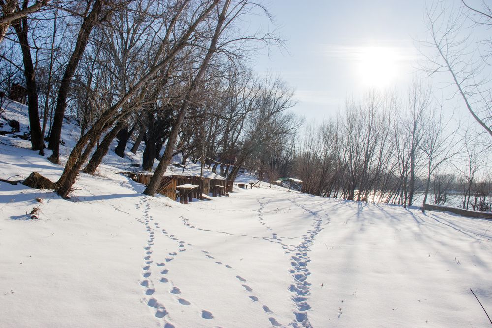 Фотография автора Алла Антонова